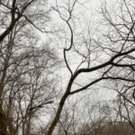 Bare trees in a forest with two of them having bends in their trunks